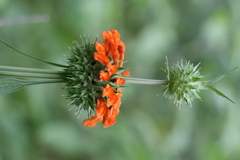 Leonotis nepetifolia